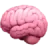 brain