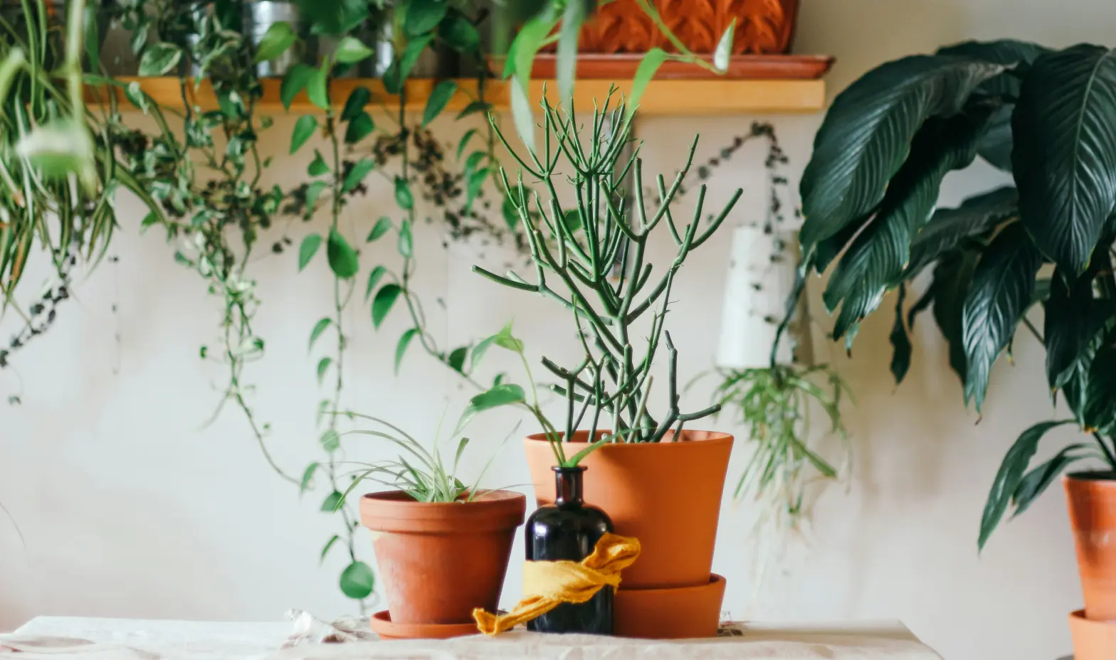 A collection of indoor plants on a table