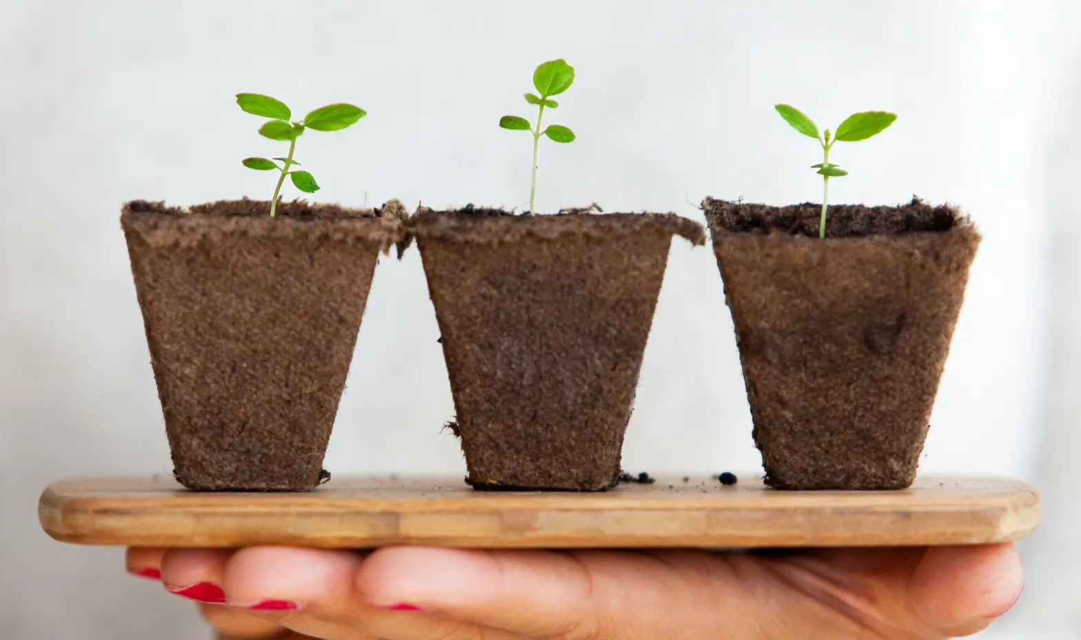 A person gently holds a tray with three small green seedlings, ready to be planted in the garden.