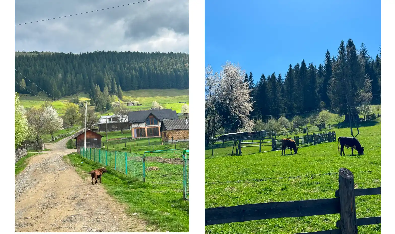 Two pictures: a picturesque farm landscape and a cow standing peacefully in a pasture.